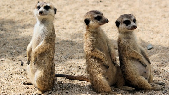 Mongoose vs. MongoDB: What Should You Choose for Your Node.js Project?